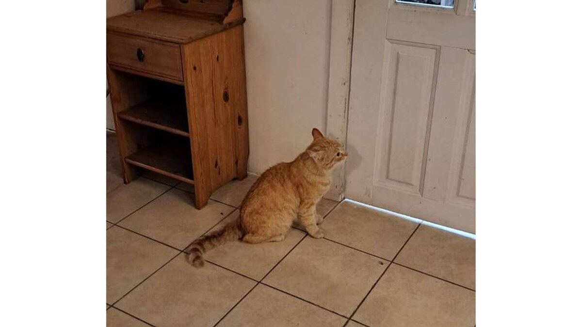Котенок котэ и гараж. Кот гаражик. Кот в гараже. Блудный кот. Котенок котэ