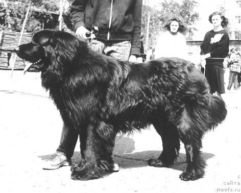 фото взято из архива на сайте ньюфы.ру 