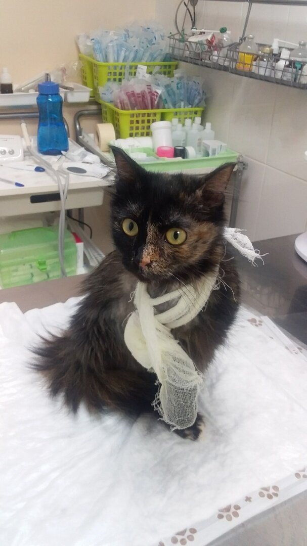 Мэрси на приеме в ветклинике