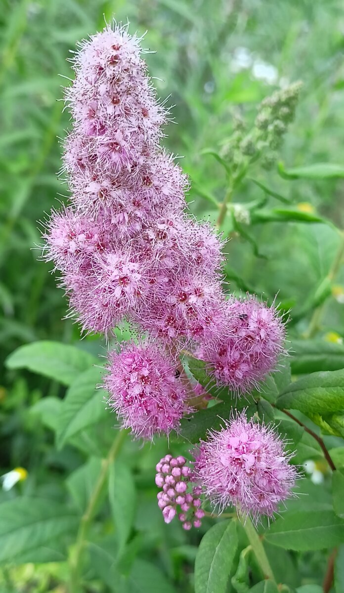 Rose Spirea. Спирея Дугласа. | Лесавік | Дзен