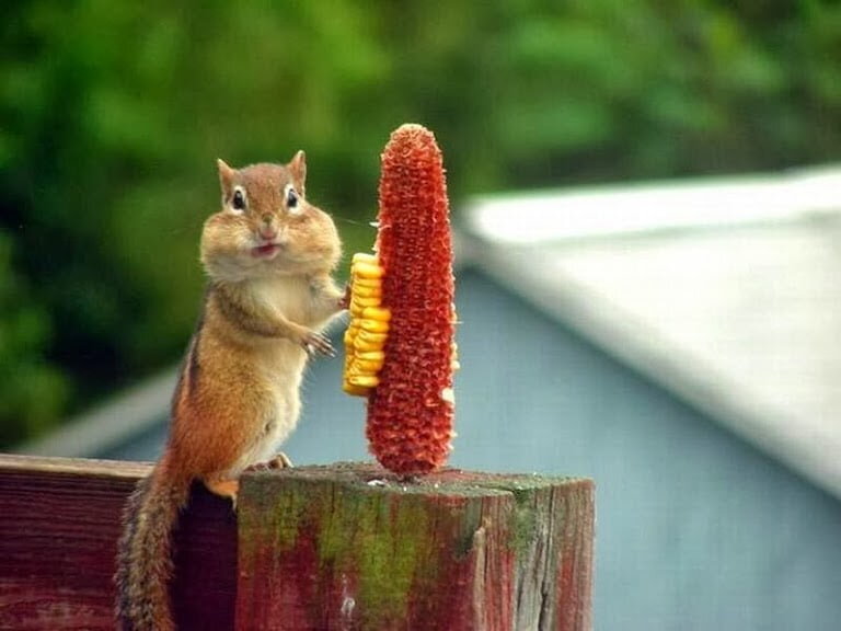 есть цинк или нет?