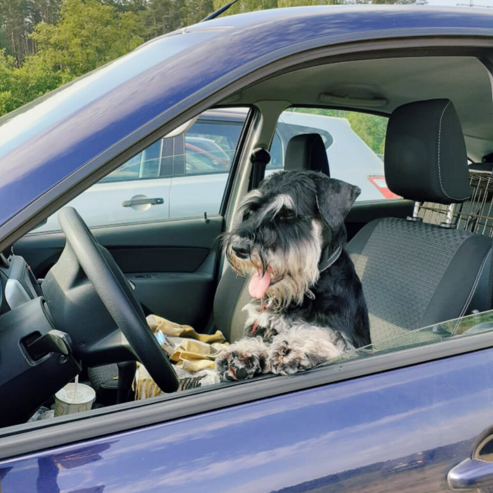 Цвергшнауцер Ронтери Люк Бессон приехал на выставку