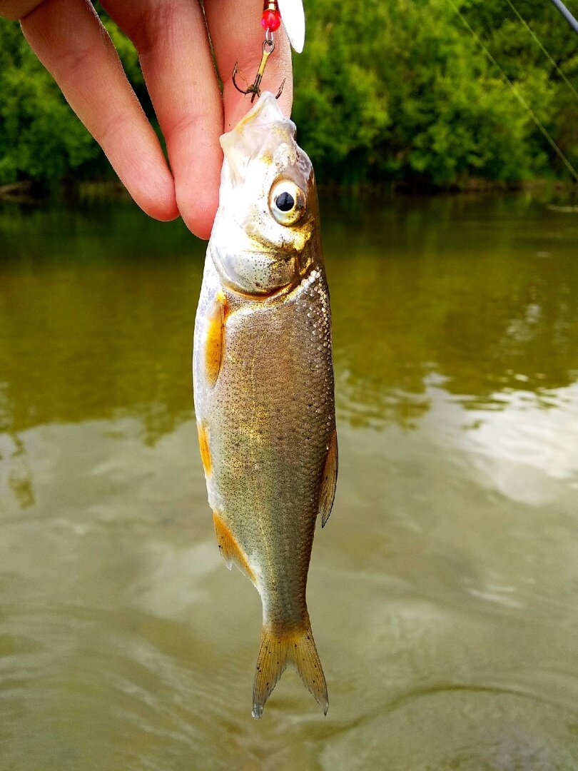 Mepps - вертушки, которые поймают всегда! | PK-Fishing | Дзен