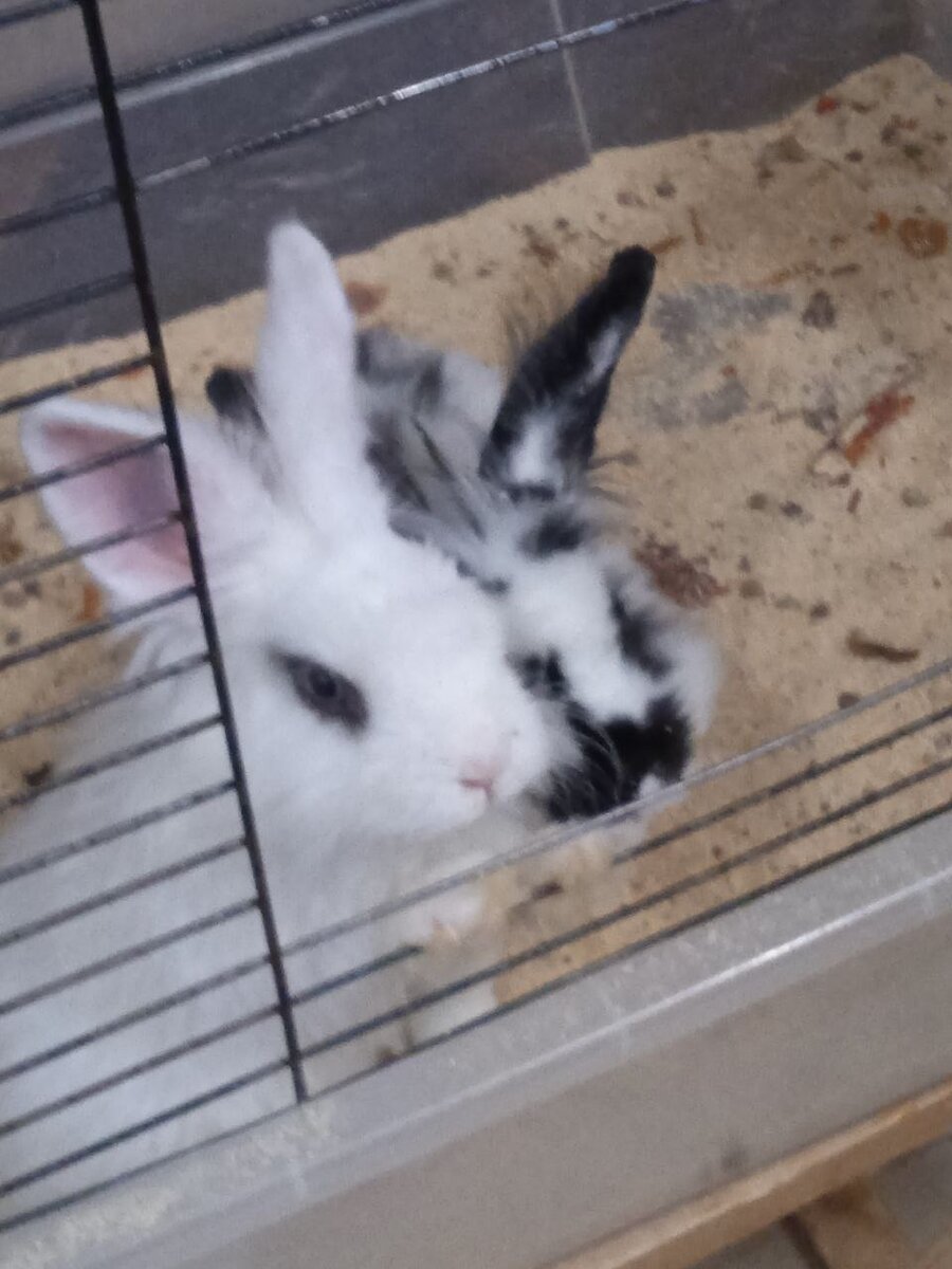 Ушастые крольчата.