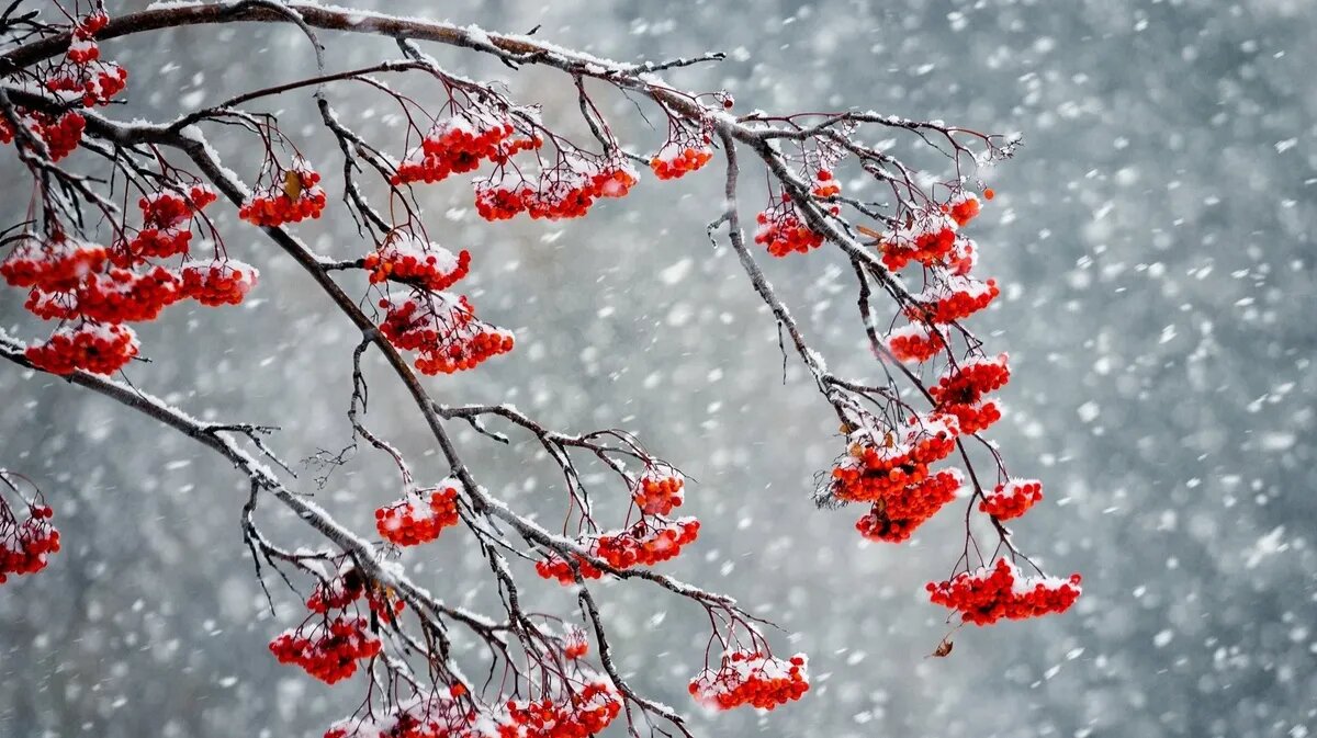 Первые январские дни порадуют россиян теплом. Фото: pxhere.com