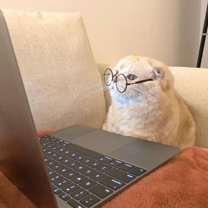 Котик за компьютером
