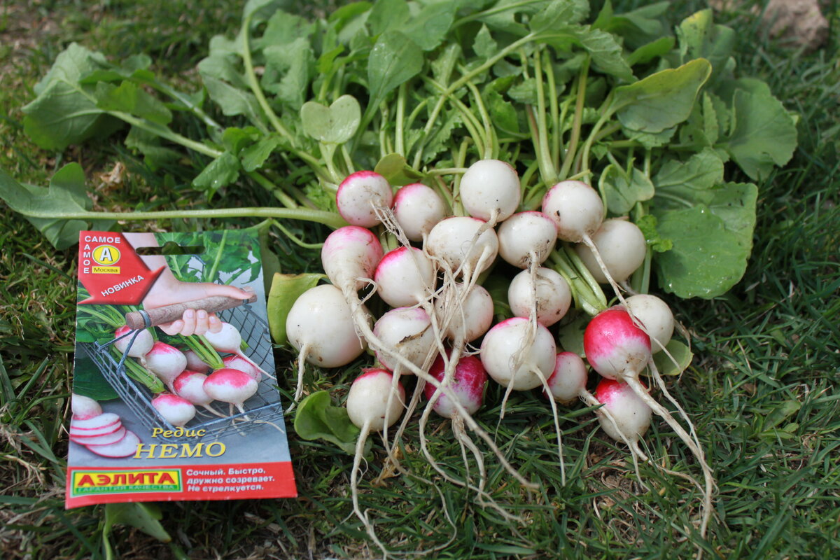    Редис 'Немо' от агрофирмы «Аэлита»