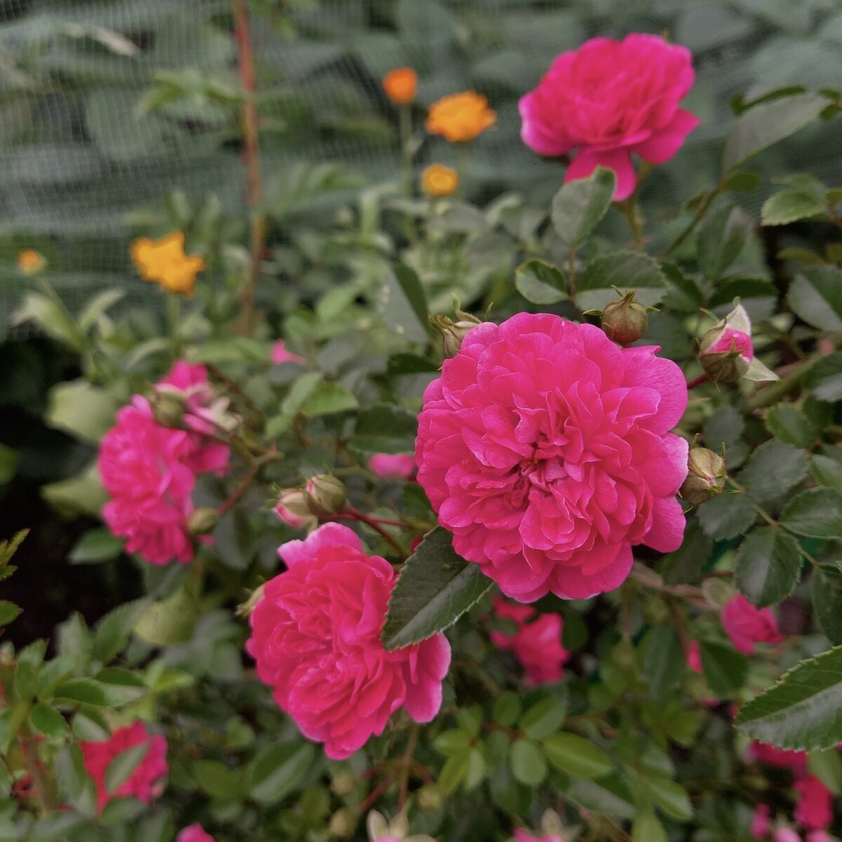 Плетистая роза Excelsa.