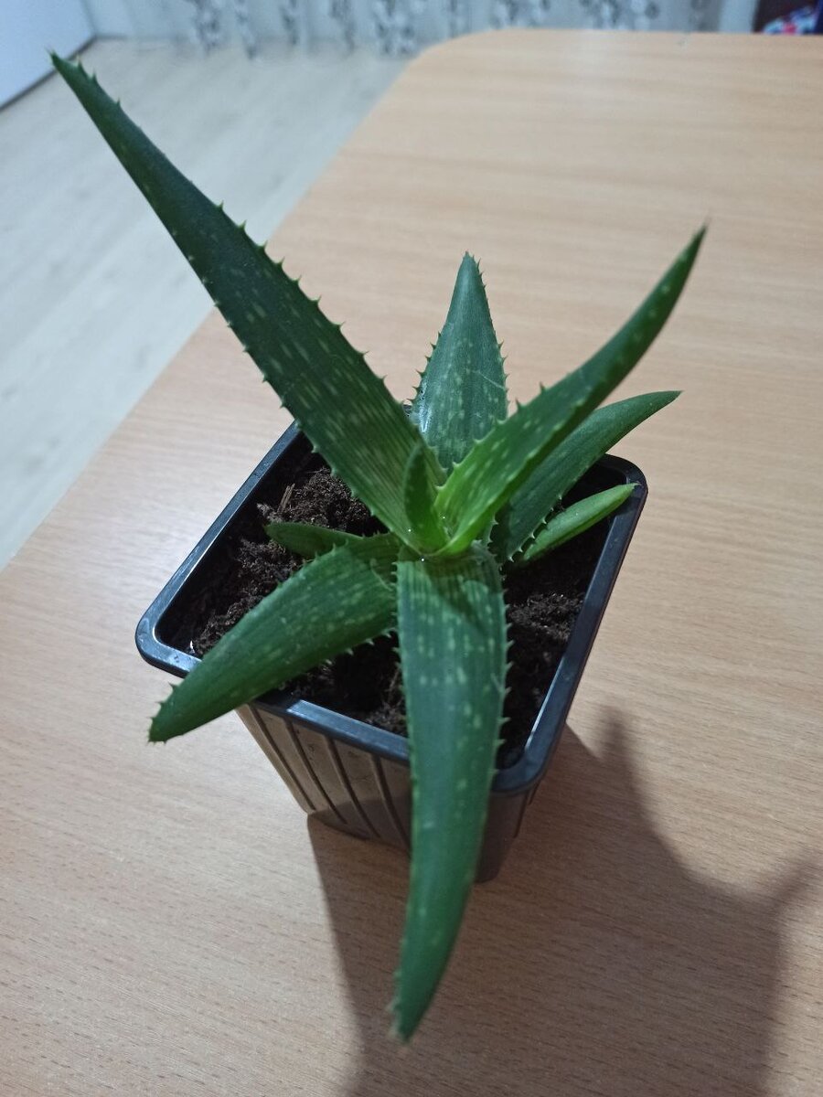 Aloe Maculata (тигровое алоэ)