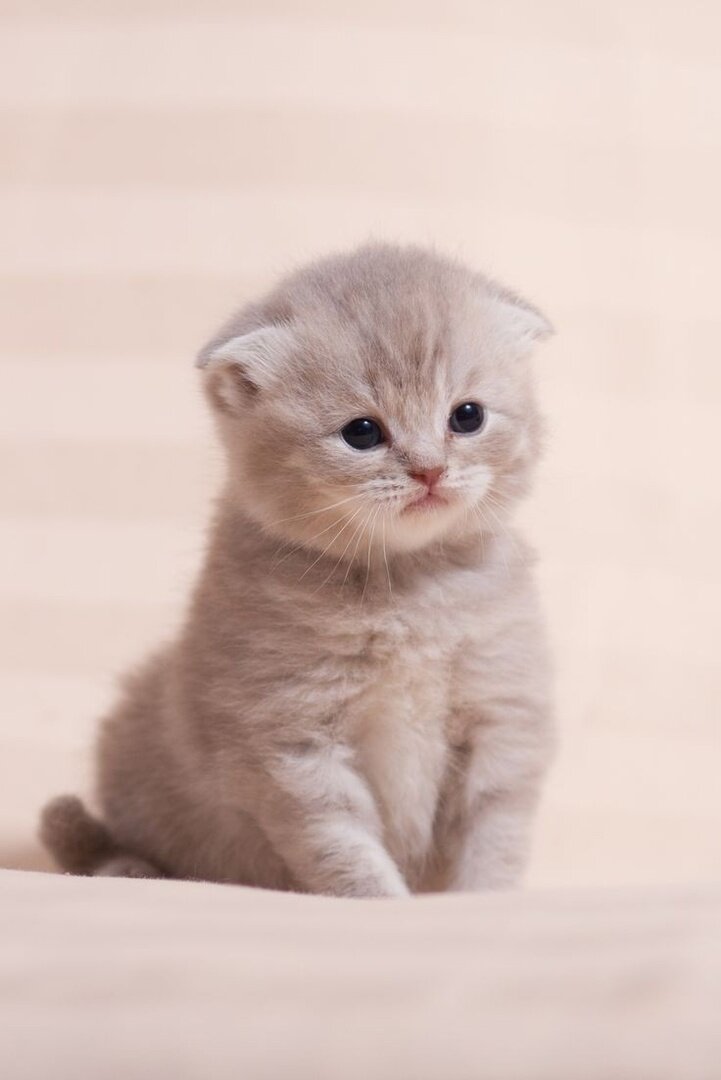 Фото заимствовано с сайта https://ru.pinterest.com/