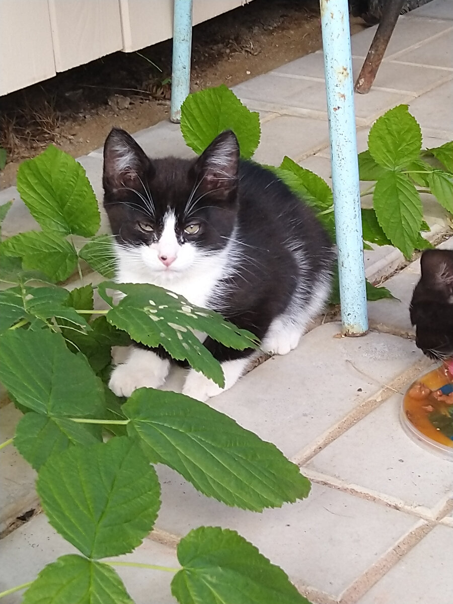 Сиротский взгляд Белки в первые дни