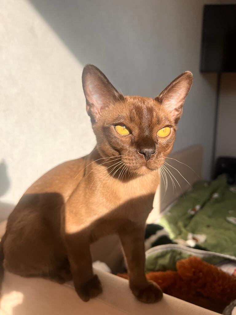 Выпускник питомника Ладожский берег Ladoga Coast, истинный джентельмен Брайтон!