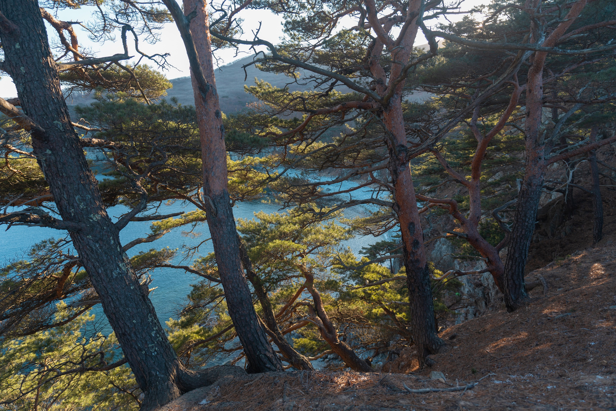 Дальневосточный морской заповедник рельеф. Мыс азарьева приморский. Хасанский район заповедник приморский край. Маяк was. Маяк was.