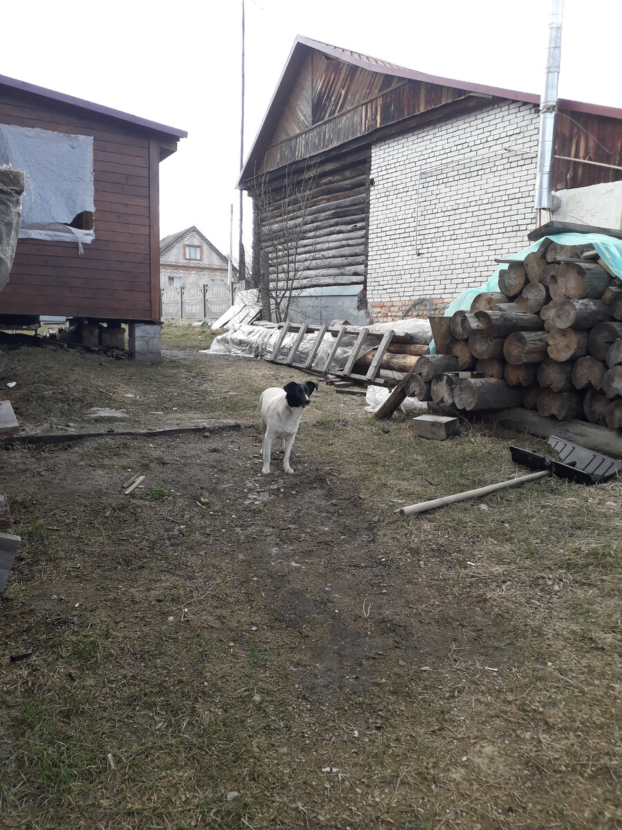 Наша приблудная подруга тут как тут! Пришла нас встречать, это очень мило 😊.