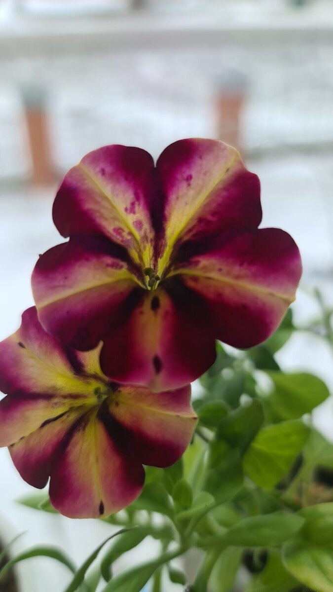 Crazytunia Moonstruck