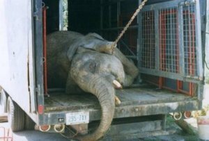    Слон в зоопарке. Фото: Центр защиты прав животных “Вита”