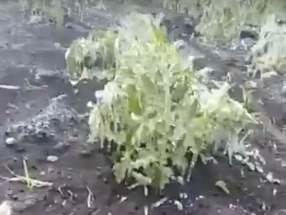 В нескольких районах Башкирии ночью прошел ледяной дождь. Фото: скриншот видео