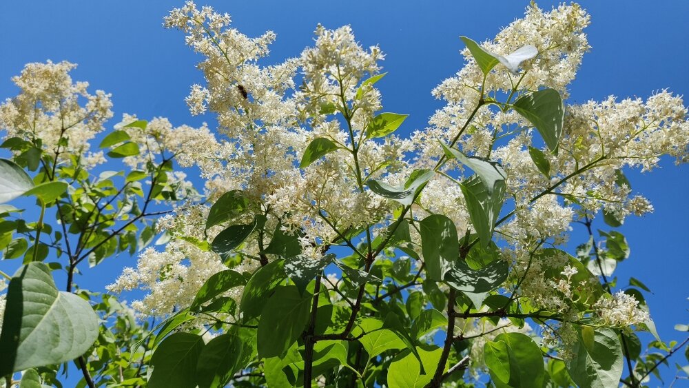 Амурская сирень на нашем бульваре