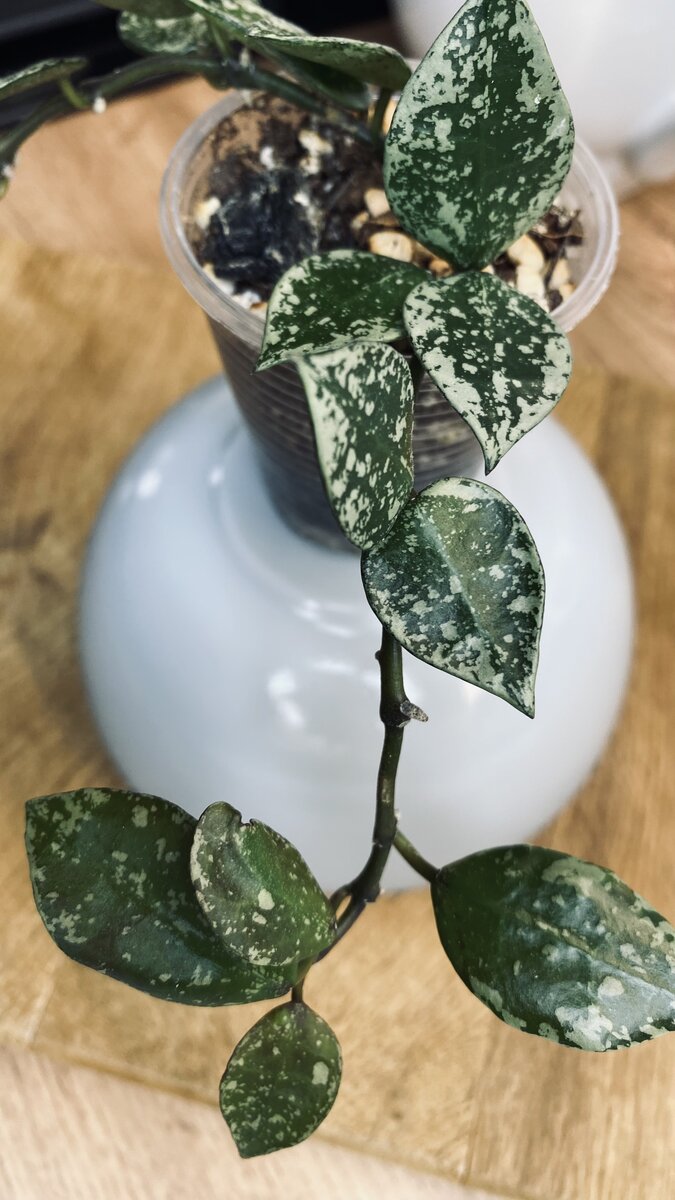 Hoya lacunosa Eskimo (Хойя лакуноза 