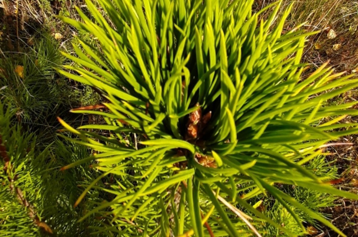    В Томске пройдет акция по посадке кедров во дворах жилых домов