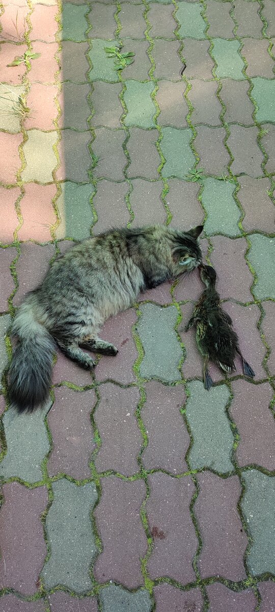 Нюхает свою добычу и никого к ней не подпускает 