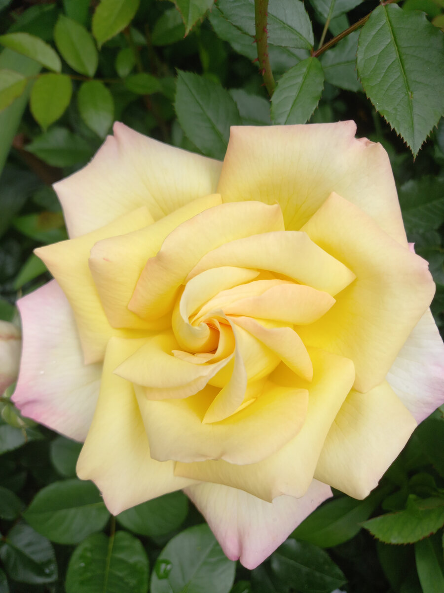 Глория Дей этим летом. И размер 18 см.