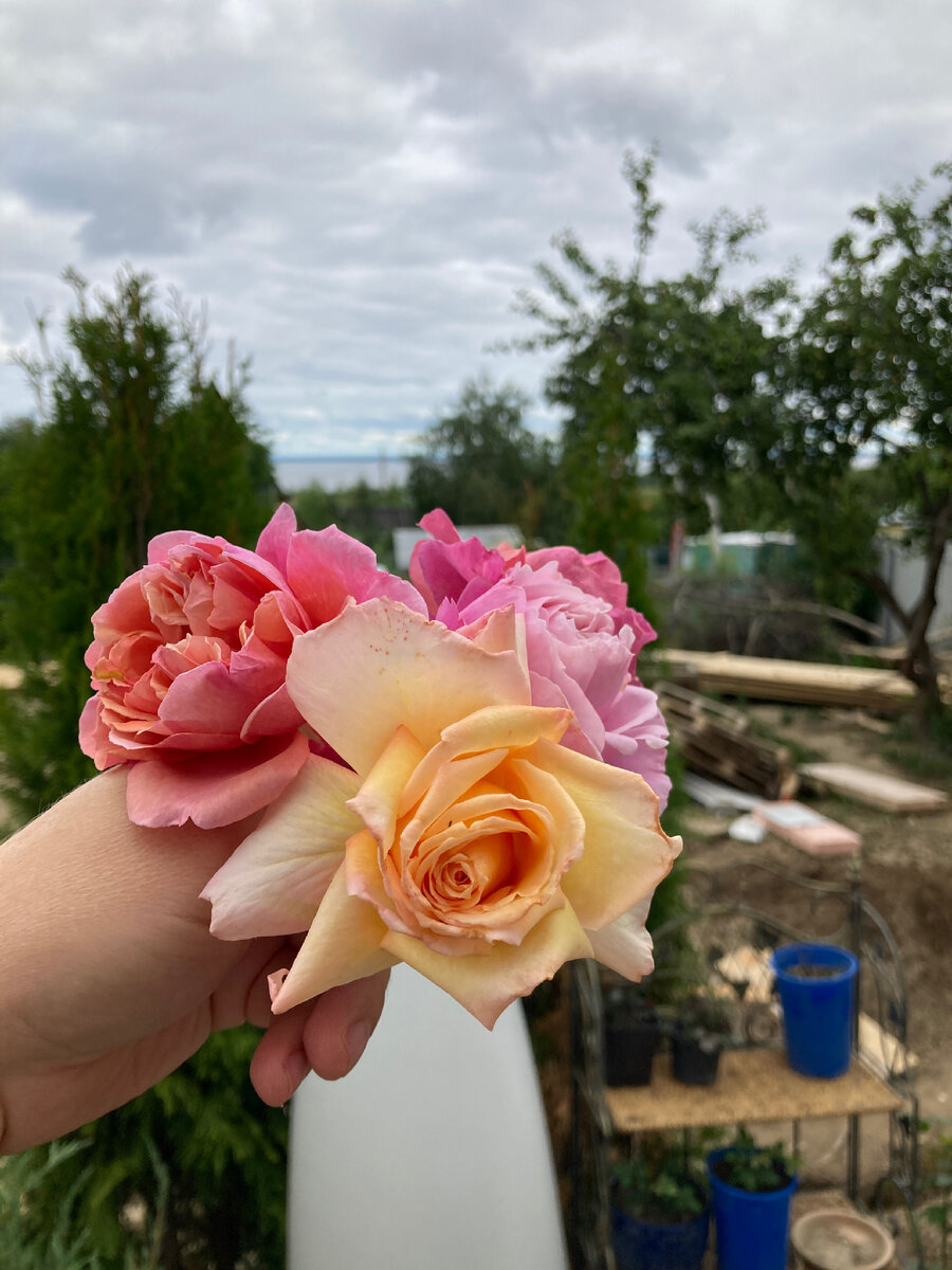 Ладюре, Барок, Дитер Мюллер