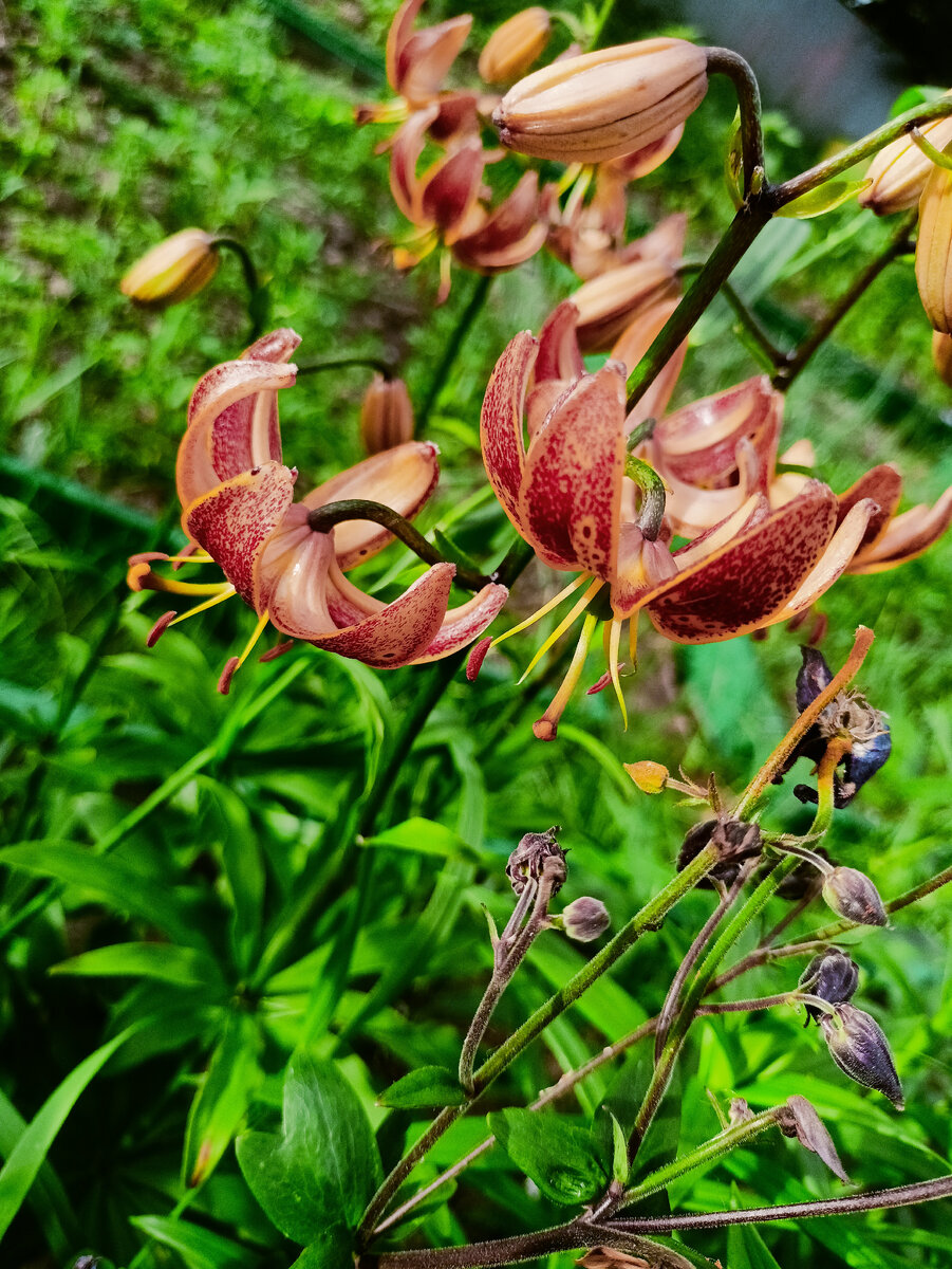 Вот такие лилии расцвели.