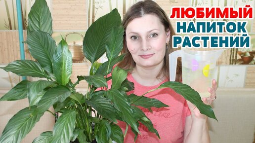 Лошадиный🐎 рост комнатных растений🌺 вызывает интерес у моих знакомых😮. Секрет в правильной💪 подкормке☝!