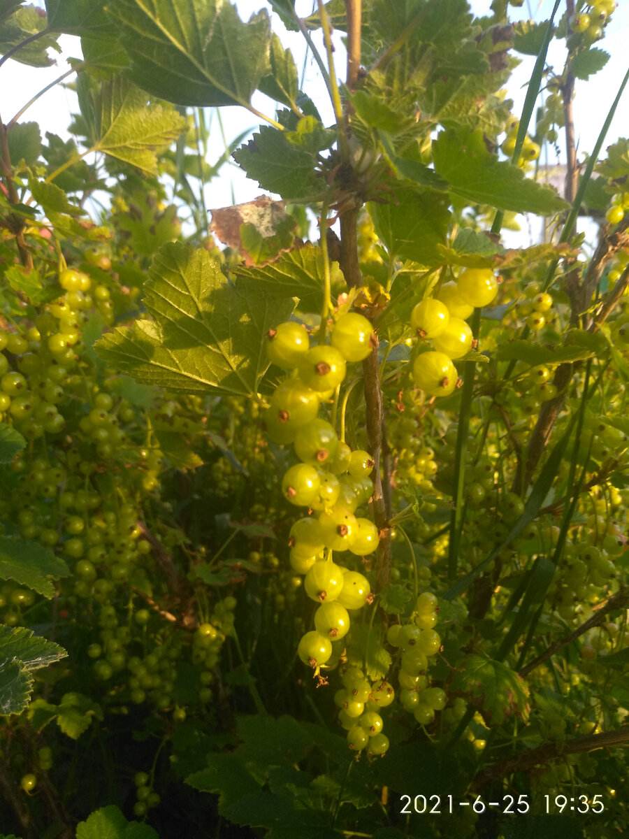 Красная смородина наливается.