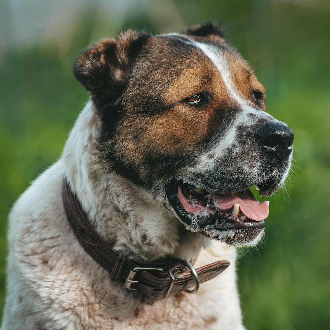 Породистые собаки в дар. Часть 3 | Ирина Дорн 🐶🐱 | Дзен