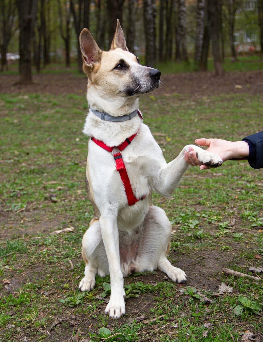 Это Оливия, она ищет дом, а пока украсит нашу статью 