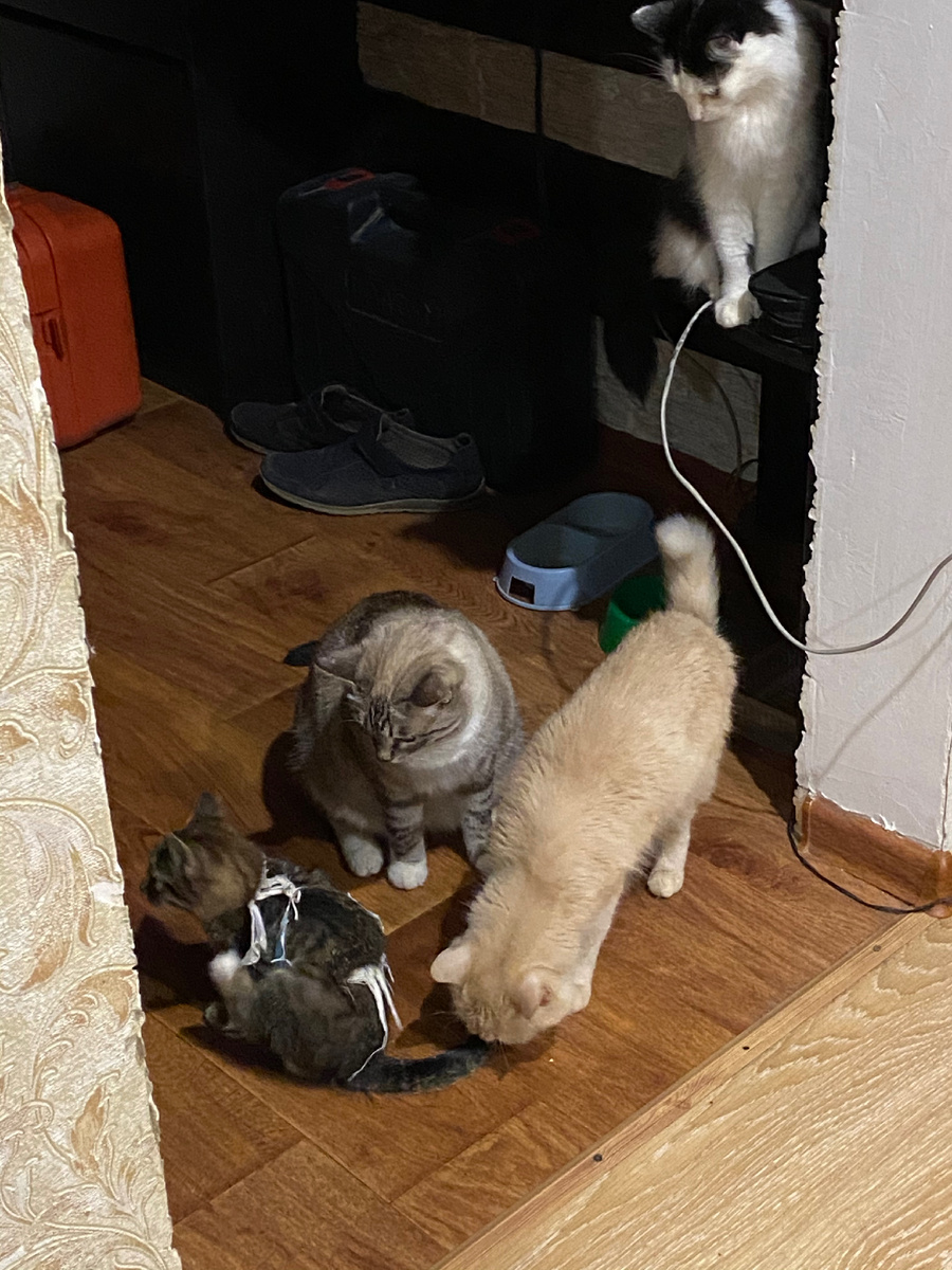 Первое знакомство