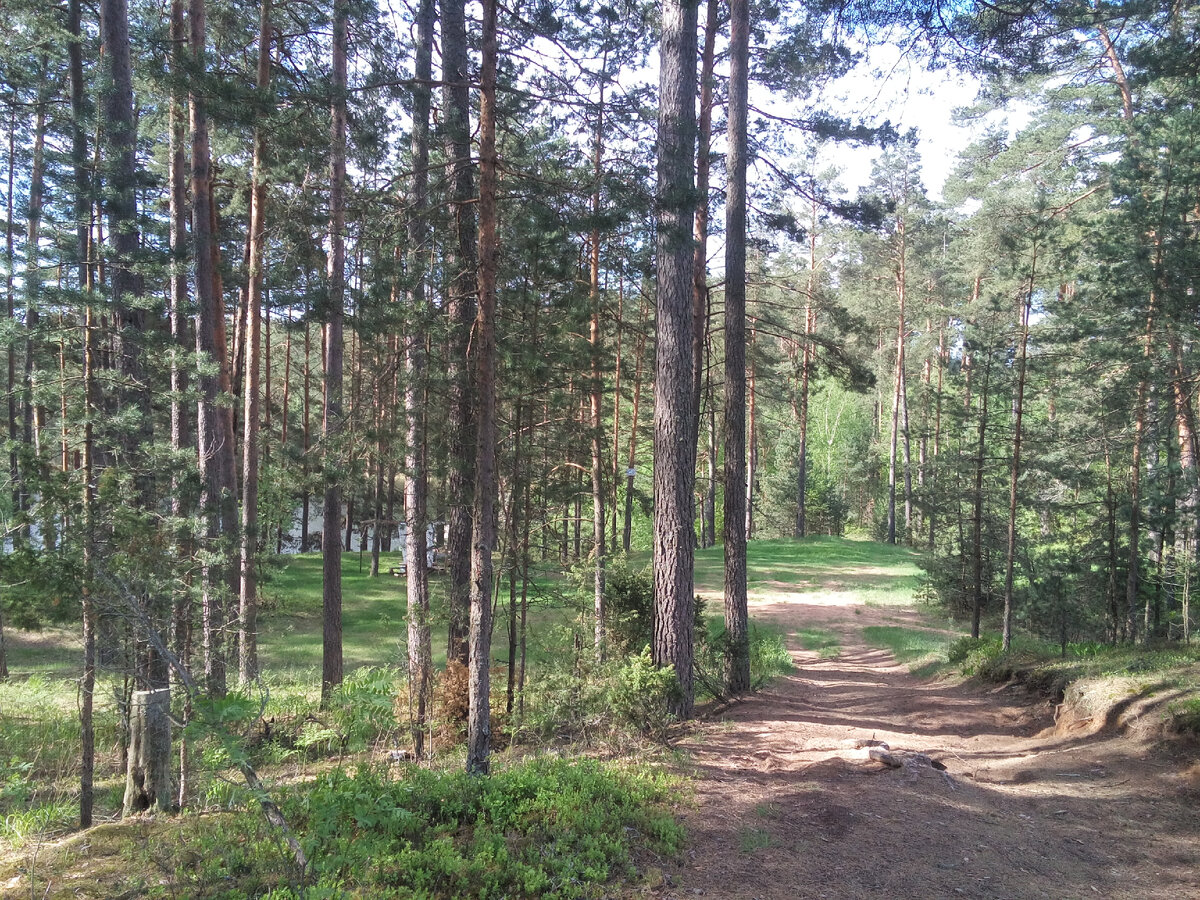 Первое озеро показалось из-за красавиц сосен