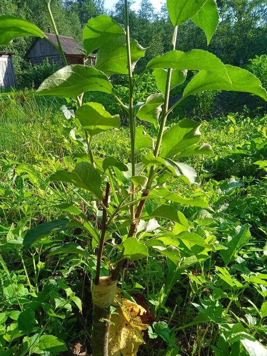 Еще один реальный результат моей работы. Моя новая доченька-яблонька. Два месяца ей.