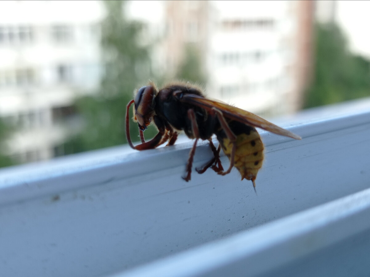 Фото шершень в доме