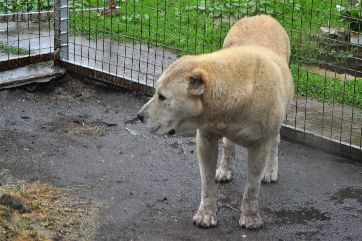 фото из-за дождя размытые получаются