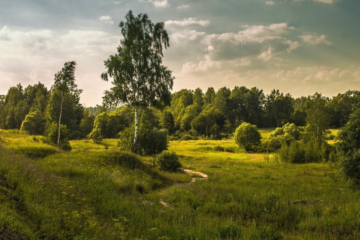 Лужский лес