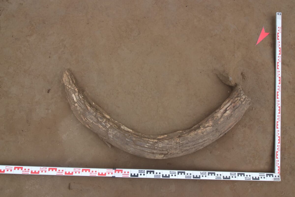 Бивень мамонта на Афонтовой горе. Фотография ООО «Красноярская Геоархеология»