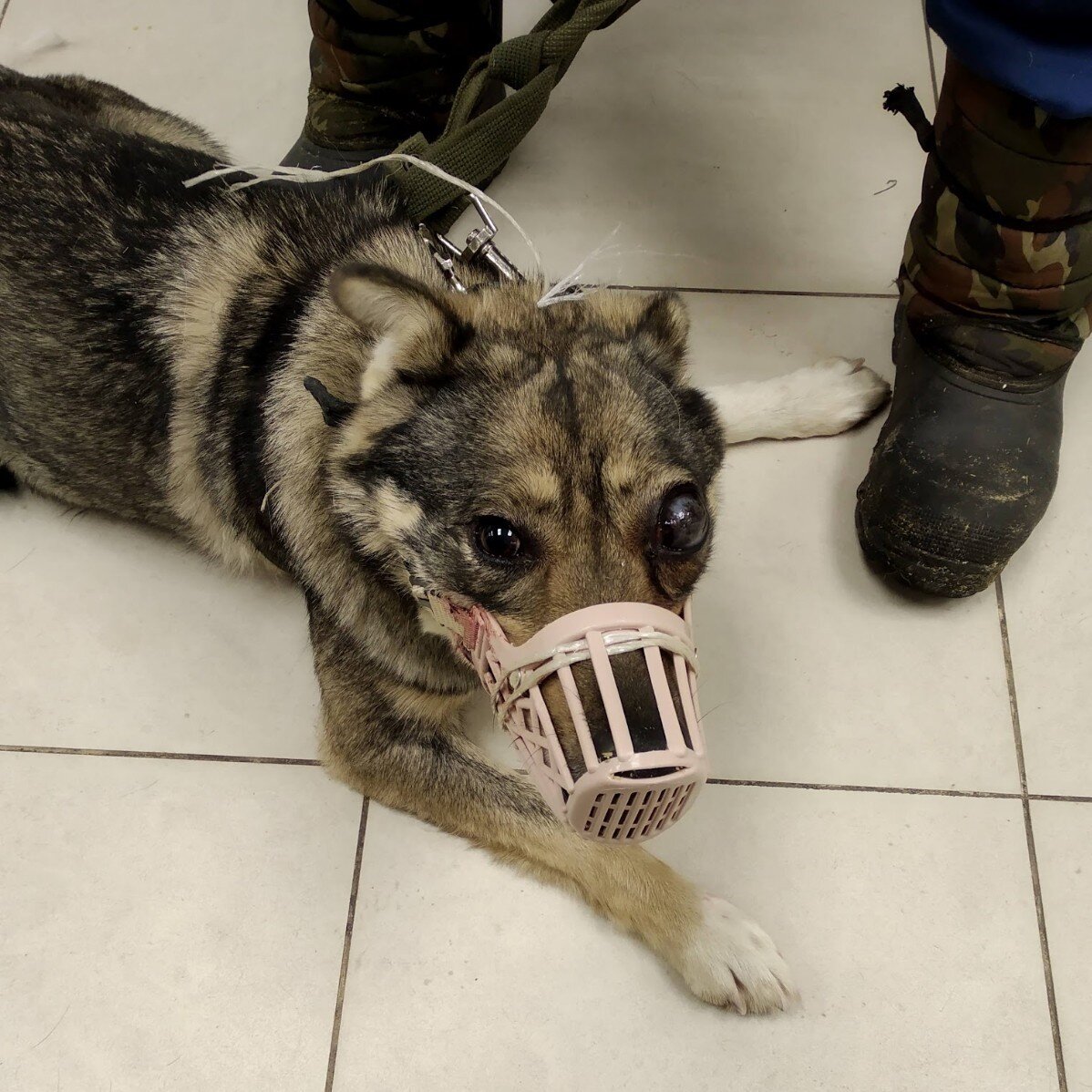 Не всем понятно, почему мы считаем нашу одноглазую собачку счастливицей. Но  Глаша действительно фартовая | Чубайс и его команда | Дзен