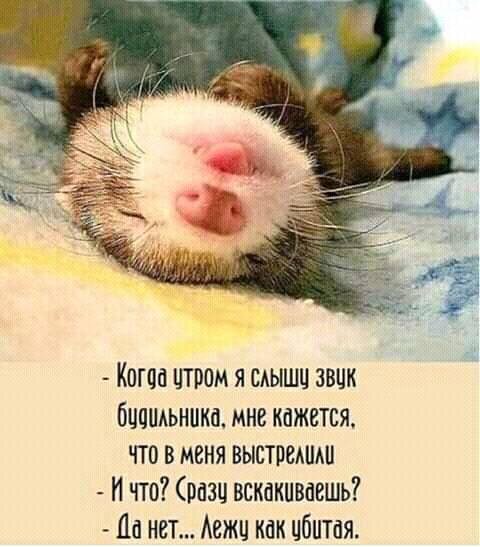 Картинка из открытых источников.