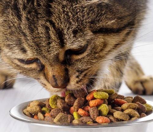 Исследования о связи сухого корма и мочекаменной болезни