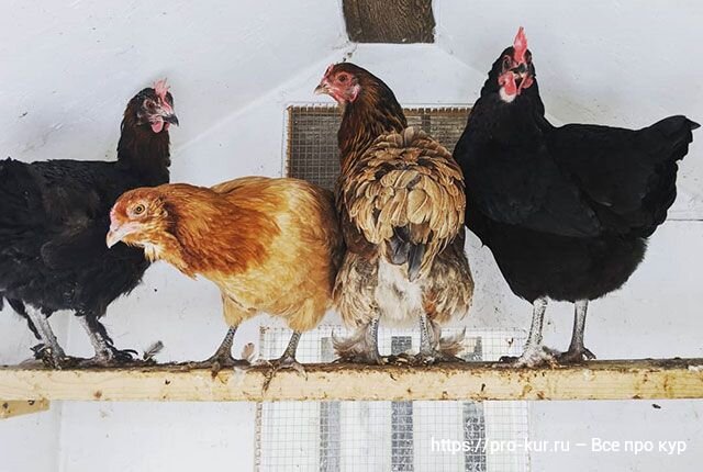 курятники для кур несушек. курятник на 30 кур несушек. курятник зимний. куры освещение зимой. внутреннее обустройство курятника.