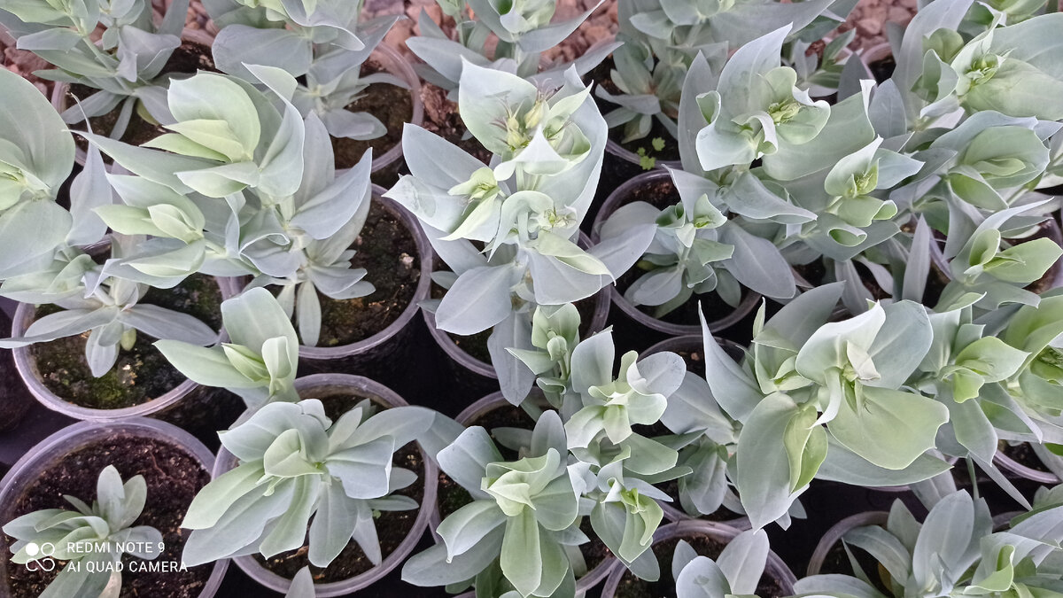 Горшечная эустома все никак не зацветет