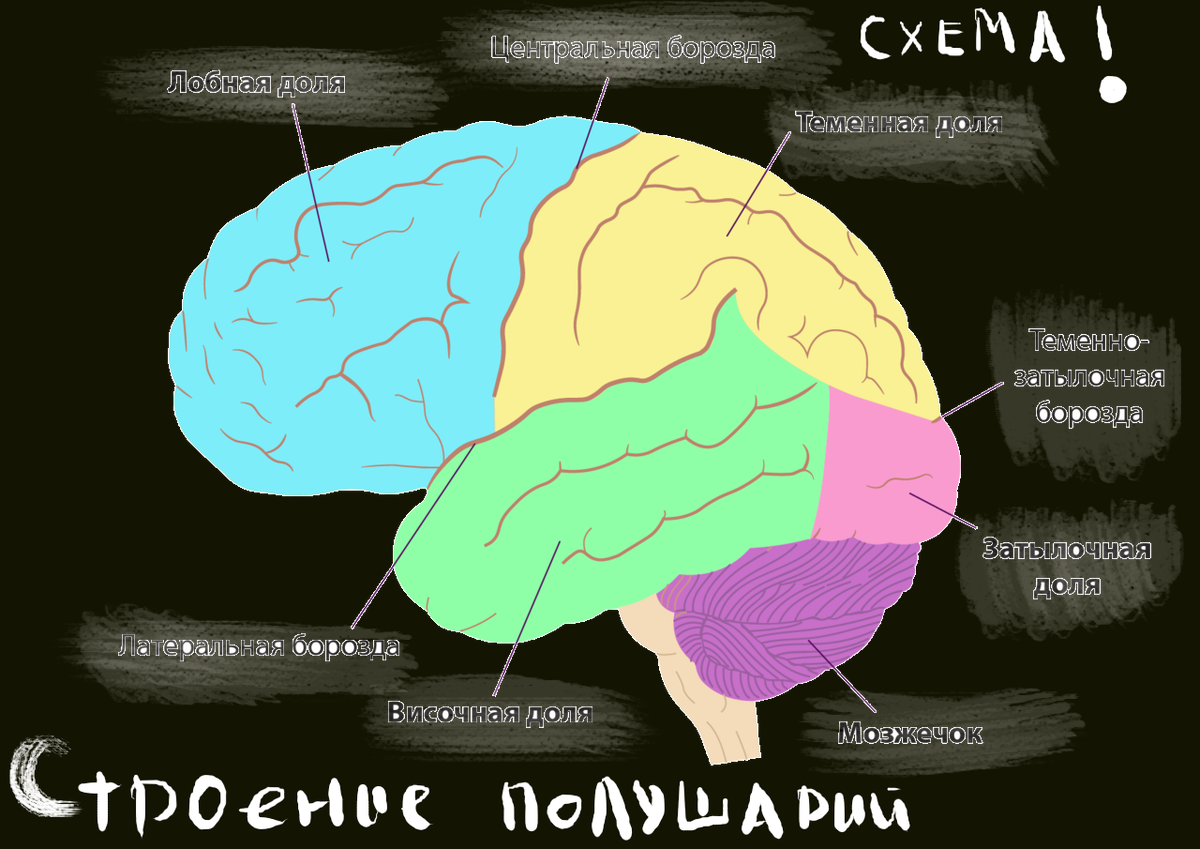 Что такое человеческий мозг?Краткое объяснение. | Умный Карась | Дзен