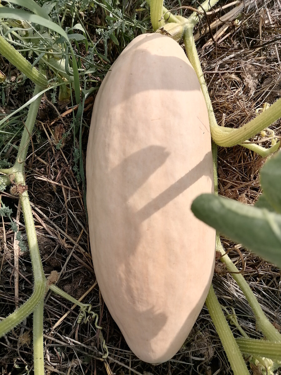 Тыква Розовый банан растет на высоких навозных грядок, замульчированных сеном