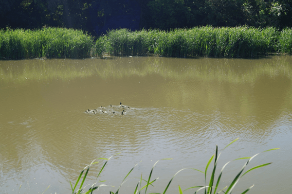 Источник фото: минприроды.рф