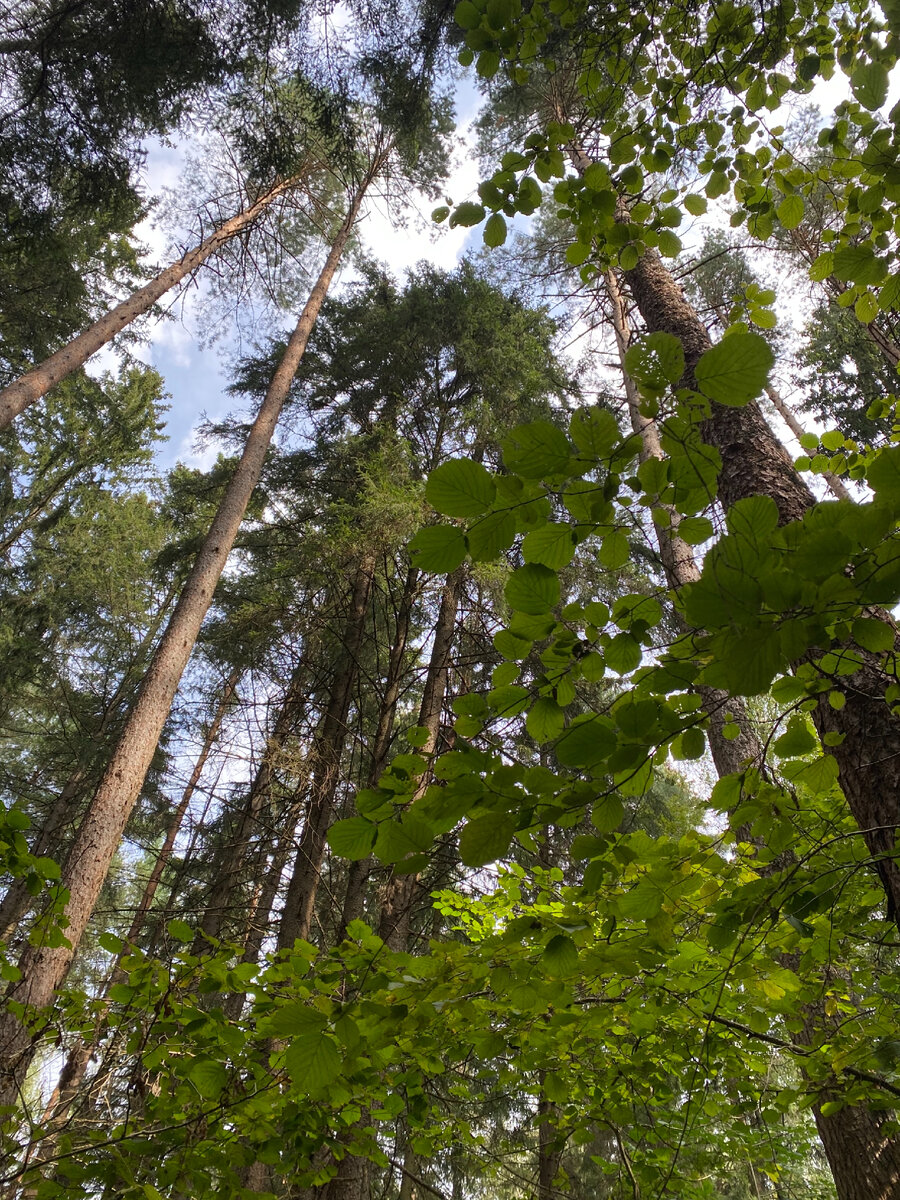 фото автора в грибном лесу