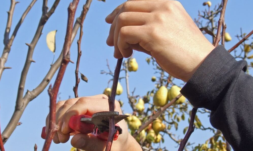 Груша обрезки. Груша обрезки. Подрезание груши. Груша обрезки. Обрезка груши.