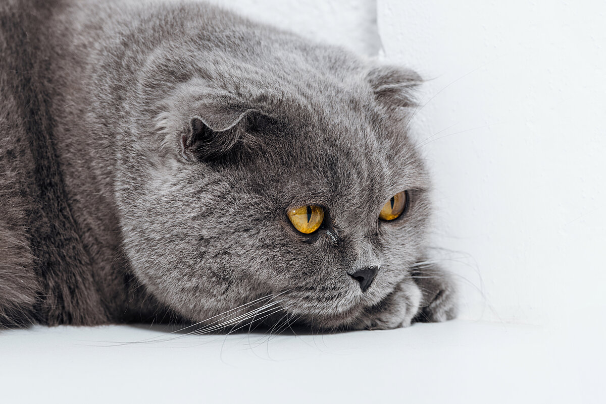 «Хозяин, срочно поменяй воду и миску не забудь помыть!».